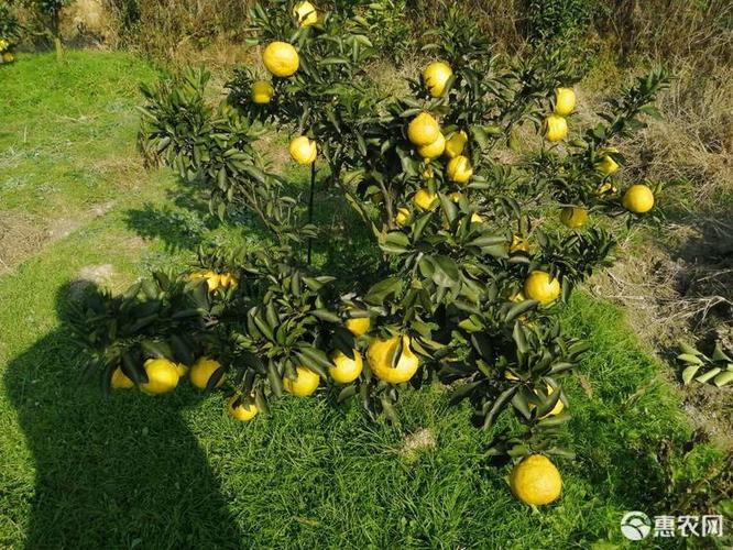黄金贡柚苗 黄金贡柚假植苗