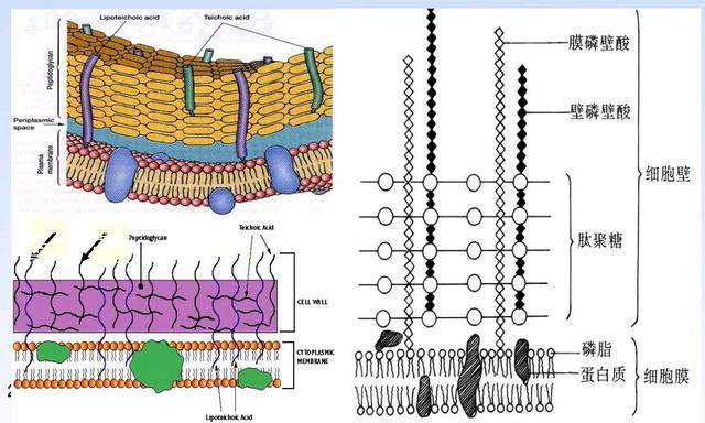 细菌的保护壳——细胞壁