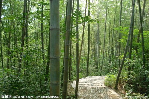 竹林小径摄影图__山水风景_自然景观_摄影图库_昵图网