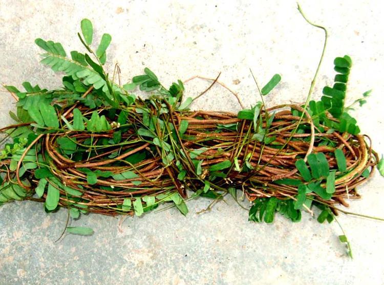 【鸡骨草】_鸡骨草的功效与作用及食用方法_中药易