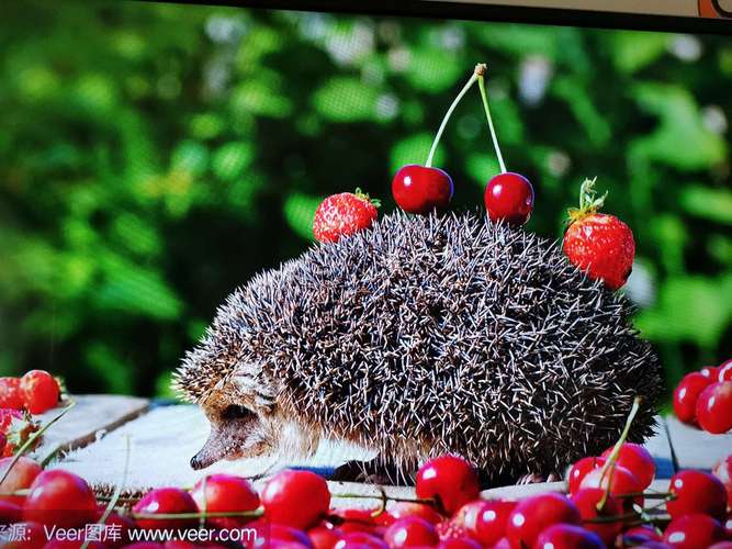 可以把水果背回去呢 三,蜡笔绘画 今天刺猬要背很多苹果回去,让我们的