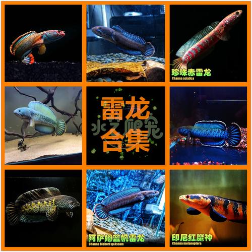 观赏鱼热带鱼中小型雷龙鱼七彩雷龙阿萨姆蓝帆雷龙淡水鱼龙鱼配鱼