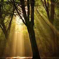 风景树的头像图片大全