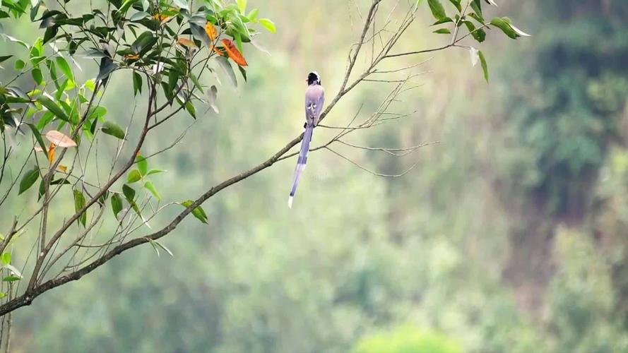 桉树上的红嘴蓝鹊_1920x1080_高清视频素材下载(编号