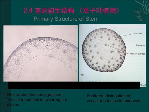 茎的初生结构单子叶植物.ppt 17页