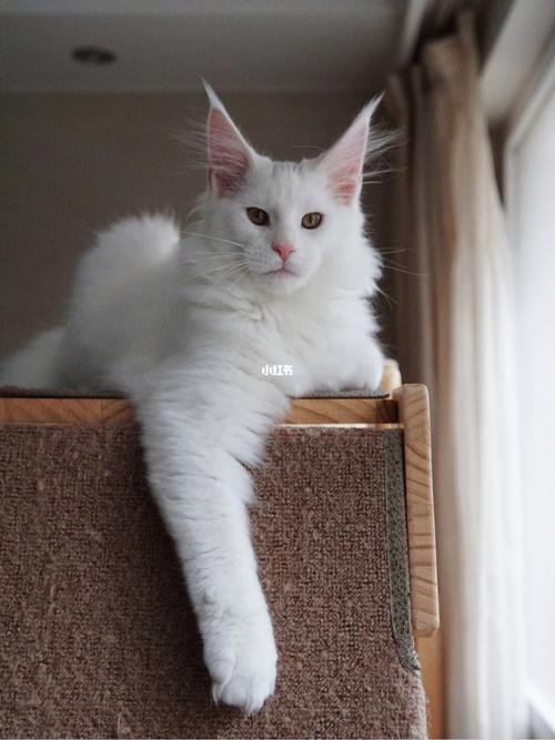 纯白色缅因猫_纯白色_缅因猫_宠物_猫