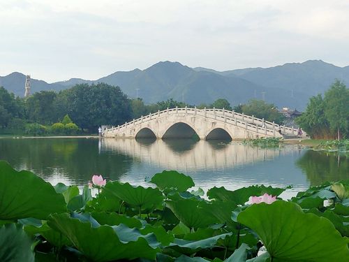 清远飞来湖赏荷,千姿百态,脱俗
