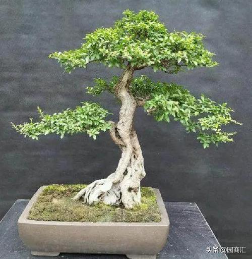 小叶女贞其叶小,萌芽力强,耐修剪,生长迅速,盆栽可制成大,中小型盆景.