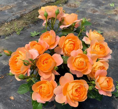 4种漂亮月季号称香香公主养一盆花香四溢值得拥有