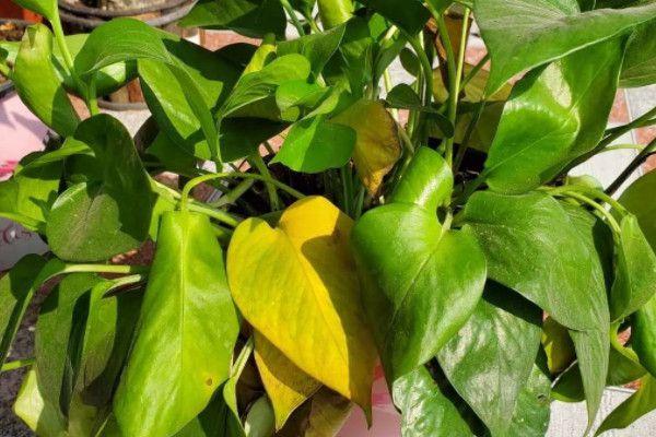 绿萝叶子发黄怎么办?注意四个地方,找准原因再对症