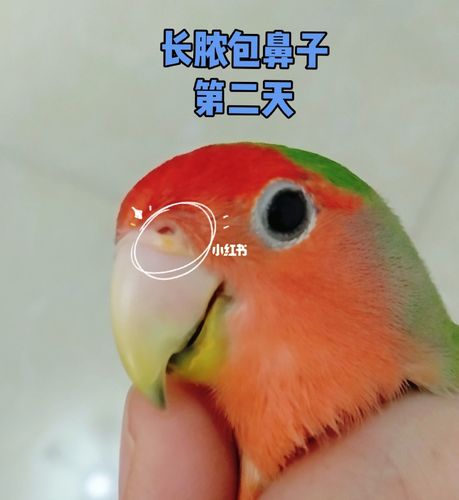 鹦鹉养久,果然有几小毛病,鼻子长脓皮肤病_鹦鹉_皮肤病_百多邦怎么样