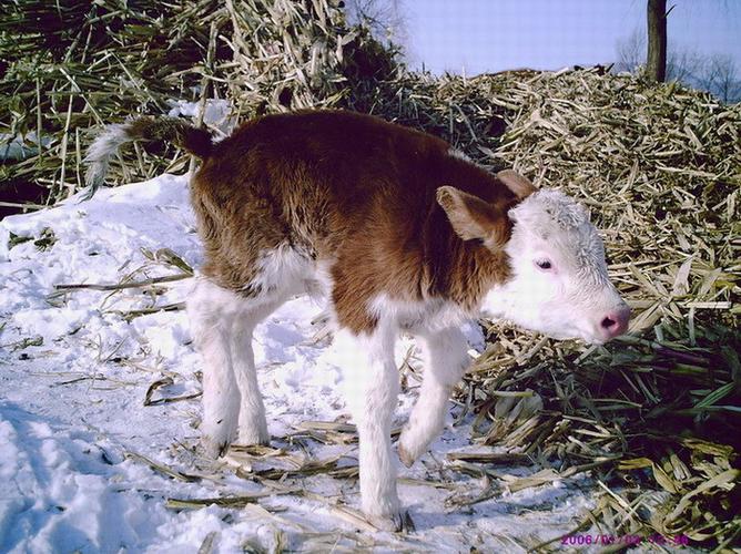 ctps.cn-- 初生牛犊 蓝色血 牛犊
