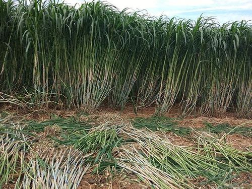 凌源皇竹草电话