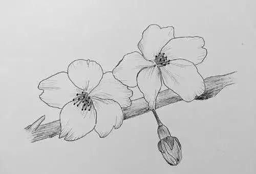樱花简笔画画法步骤如下