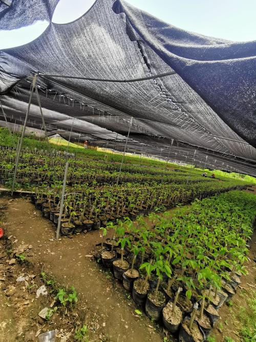 正宗嫁接奇楠苗沉香奇楠树苗保真量大价优包结香包回收