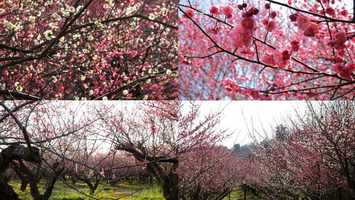 梅树林_梅园梅花树