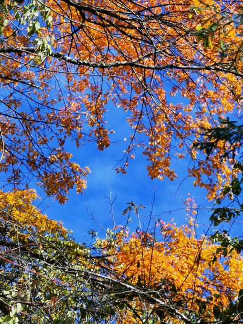 周末驱车前往理县米亚罗,钻了黄土粱沟,二古溪沟和孟屯河谷三条沟.