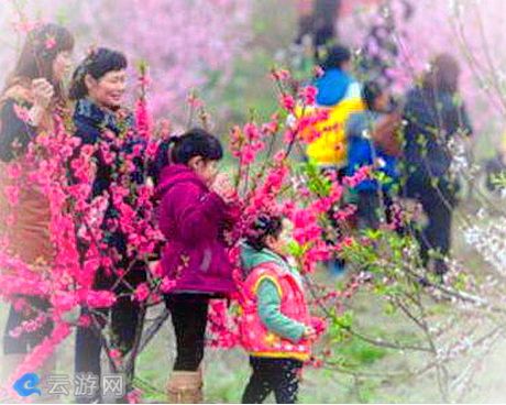 合肥三十岗乡桃蹊水果农场