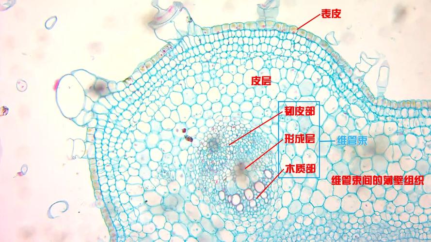 向日葵幼茎横切面(初生结构)