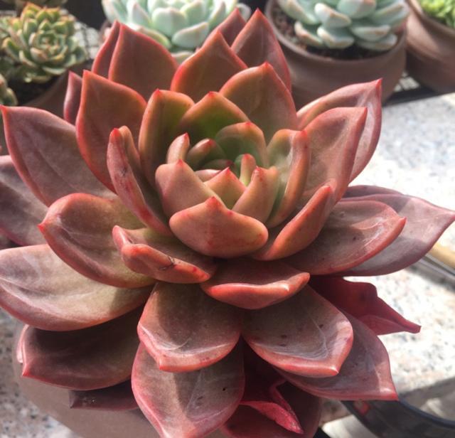 多肉圈里的神撞脸,白夜香槟和粉香槟该如何区分?