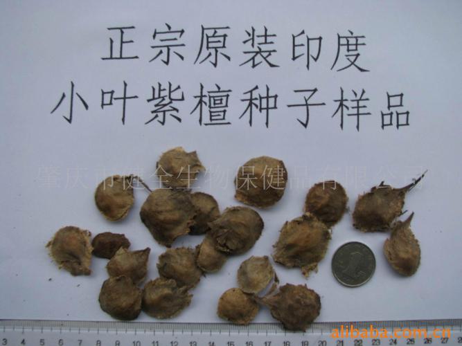 批发印度小叶紫檀种子