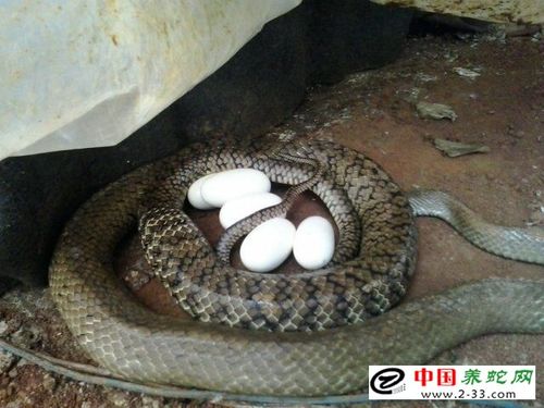 母蛇产蛋的方法与注意事项