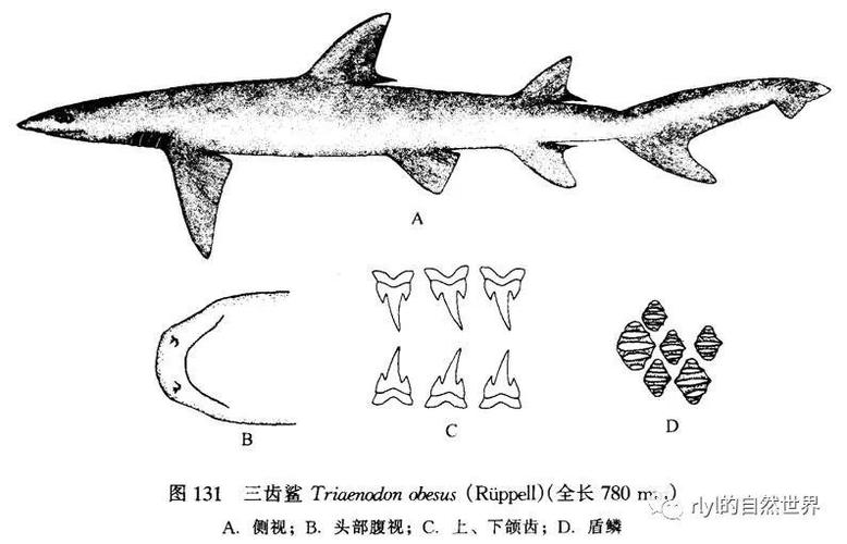 【rlyl物种说】今日--灰三齿鲨(whitetip reef shark)