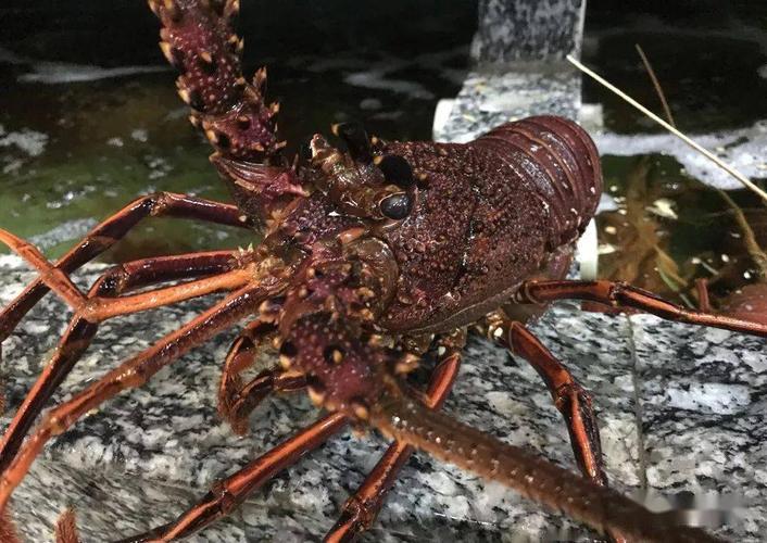 世界著名龙虾大全