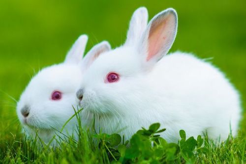 属兔人注意了,2021年迎来好运气,财运不断上涨