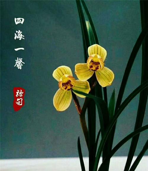 云南名品兰花苗盆栽 莲瓣兰【四海一馨】浓香室内绿植