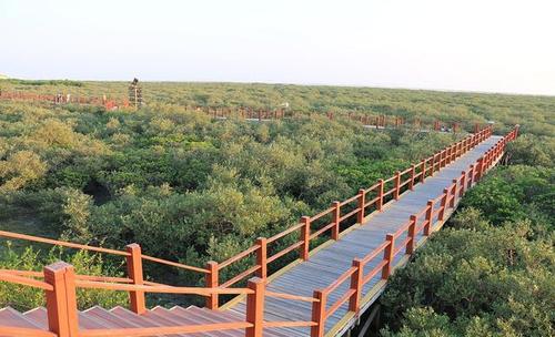 广东惠州红树林生态修复工程,为湿地公园组成部分,总投资4399万