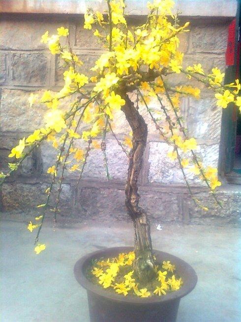 迎春花盆景的养护方法