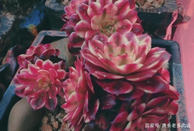 红颜法师