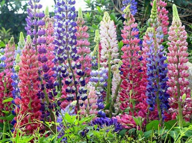 羽扇豆种子鲁冰花种子春秋播耐寒多年生盆栽景观绿化庭院花卉种子