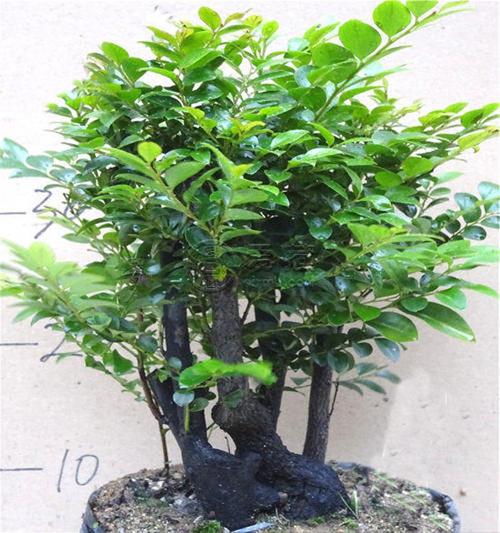 小叶紫檀树苗怎么种植小叶紫檀树苗图片介绍