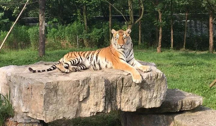 贵阳扎佐野生动物园,与野生动物亲密接触,还能看免费