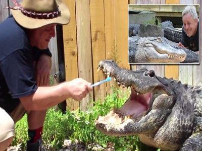 给鳄鱼刷牙的男人