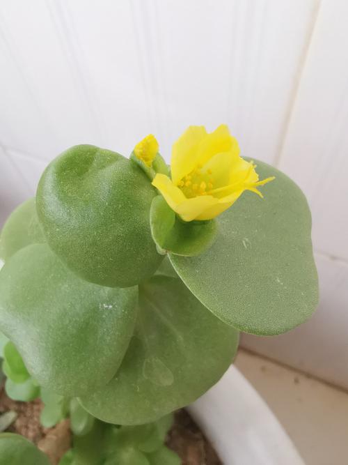 绯花玉的花语