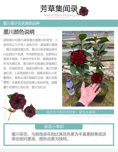进口名贵茶花墨川苗黑红色山茶花盆栽庭院阳台绿植