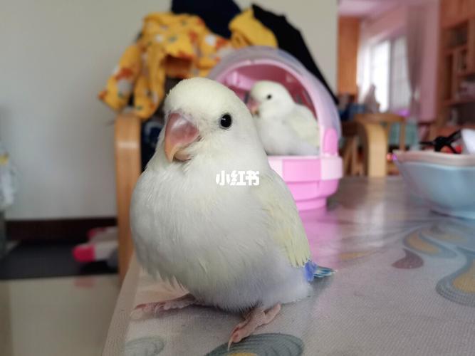牡丹鹦鹉宝宝成长记录_牡丹_牡丹鹦鹉_宠物_宠物其他