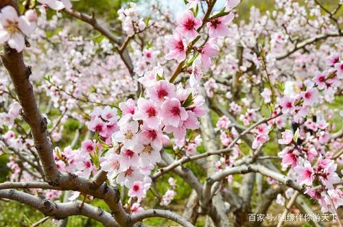 阳春三月,来辽宁"桃花岛",赏万亩桃花.近距离看朝鲜