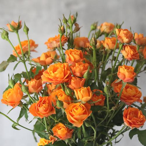 乐作flora果汁泡泡多头玫瑰鲜切橘黄色10枝空运干花