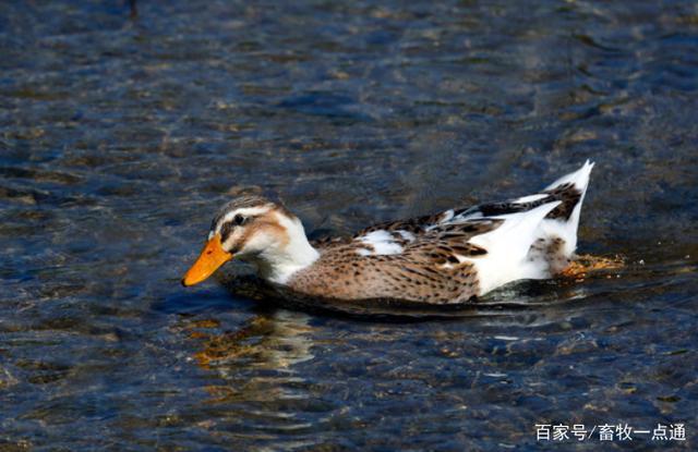 鸭子常见的孵化方法