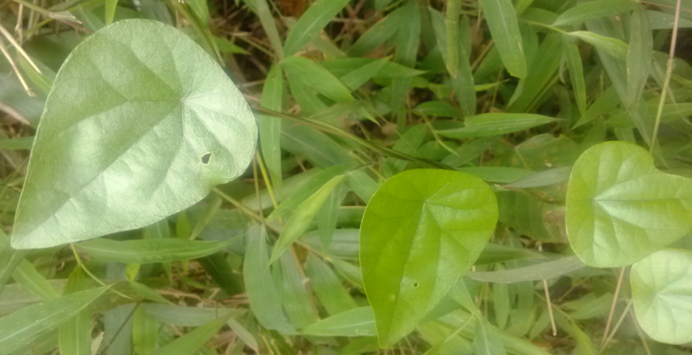 藤本,盾形叶,广西野生.谢谢