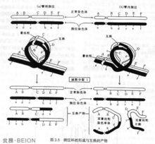 会使配子染色体上某一区段缺失或重复,从而造成染色体异常,导致子代