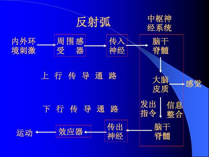 神经系统-传导通路1