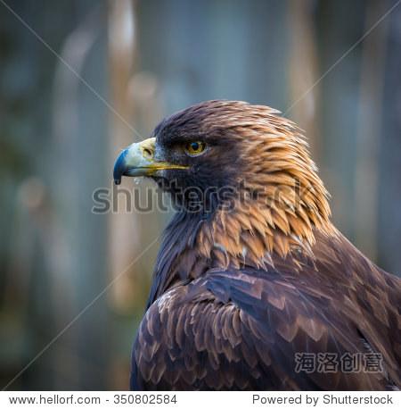 prey are the kings and queens of the sky flying at great heights