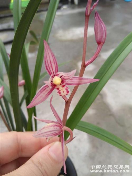建兰红娘 3苗带3芽1花苞