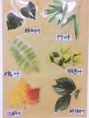 我们先来认识一下树叶的种类吧