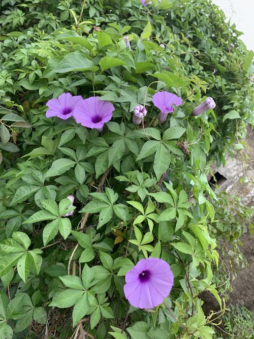 我们山乡的五爪金龙花